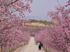 -宜良山后樱花谷