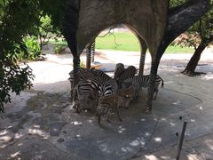 -深圳野生动物园