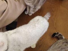 -猫色咖啡·猫咖