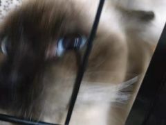 -宠福鑫康馨动物医院·骨科·眼科