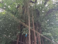 -三溪村