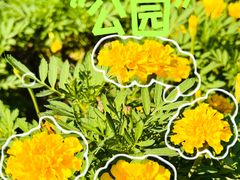 -丰台花园