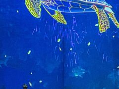 -海合安成都极地海洋公园