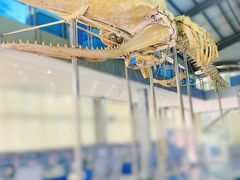 -上海海洋大学鱼文化博物馆(军工路校区)