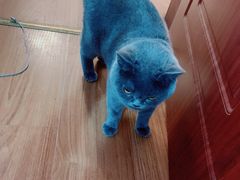 -A猫a狗全科·犬猫异宠·芥西宠物医院(南开总院)