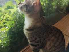 -海边的猫和咖啡馆