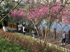 -重庆彩云湖湿地公园