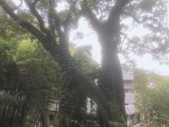 -MAMACHA妈妈茶(岳麓山店)