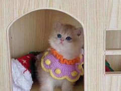 -欣宠猫屋·矮脚拿破仑·蓝金金渐层