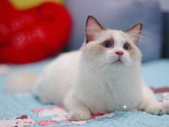 -Bastet sally猫舍购宠(静安店)