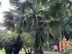 -中国科学院西双版纳热带植物园
