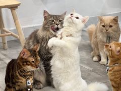-楼上猫咖(罗湖店)