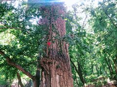 -北京上方山国家森林公园