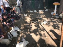 -上美四季动物农场