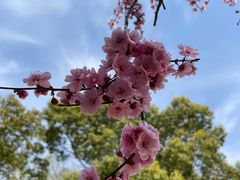 -上海滨江森林公园