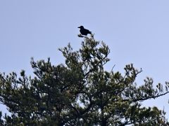 -洛阳白云山景区