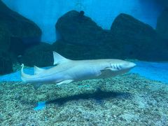 -泉城欧乐堡海洋极地世界