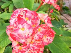 -北京植物园-展览温室