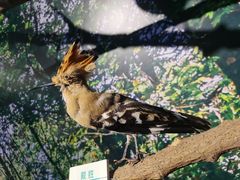 -北京麋鹿生态实验中心