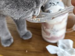 -猫小院猫主题餐厅(南锣旗舰店)