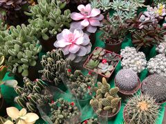 -秦美花卉(天朗·莱茵小城2期店)