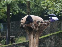 -都江堰中华大熊猫苑