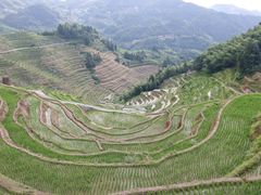 -紫鹊界梯田景区