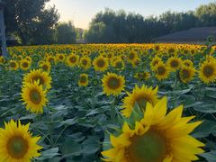 -长白岛森林公园