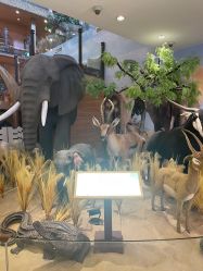 -卡通尼·Safari非洲探索乐园·生日会(金桥国际商业广场店)