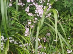 -萍乡武功山风景名胜区