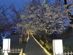 -香雪海