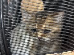 -宠颐生斯嘉宠物医院·急重症·心内科(谷阳北路分院)