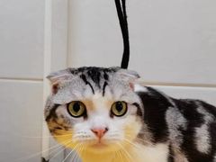 -芭比堂宠物医院·全科爱猫医院·仁德分院