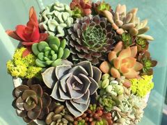 -双季花艺园艺市场(浦东店)