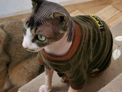 -猫在这儿猫咪咖啡馆·撸猫馆