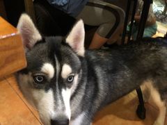 -more than meow吴止猫主题餐厅(承德 中船汇店)