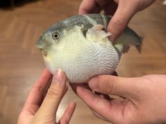 -肆月河豚·新淮扬(金融街店)