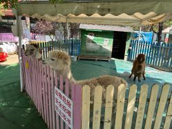 -萌宠亲子动物乐园(槐房万达店)