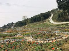 -都江堰玫瑰花溪谷