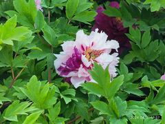 -洛阳市隋唐城遗址植物园