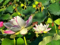 -莲花池公园