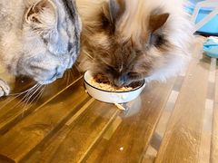 -Cappucimeow猫咪咖啡馆(韦伯时代店)