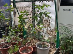-上海大自然野生昆虫馆(东方明珠·爬宠昆虫探索中心)
