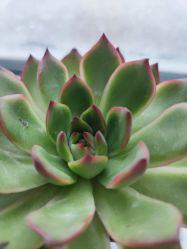 -雍禾植发