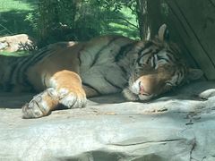 -北京野生动物园