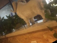 -九府羊鲜羊火锅·烧烤(海那城店)