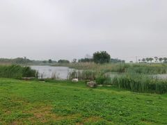 -合肥滨湖国家森林公园