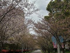 -高东镇樱花园