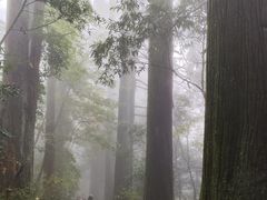 -天目山大树王景区