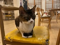 -Let's go狗咖·猫咖·奶狗·桌游(春熙路IFS店)
